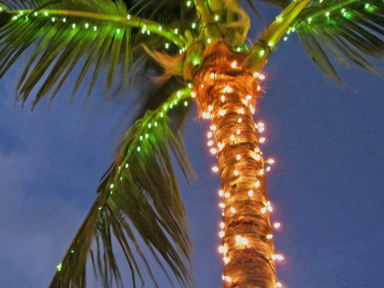 новогодние огни на пальме